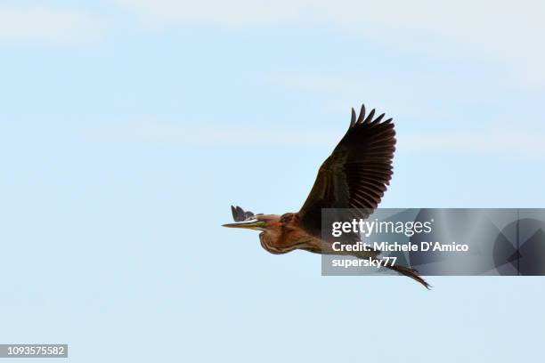 goliath heron (ardea goliath) flying - take flight stock pictures, royalty-free photos & images