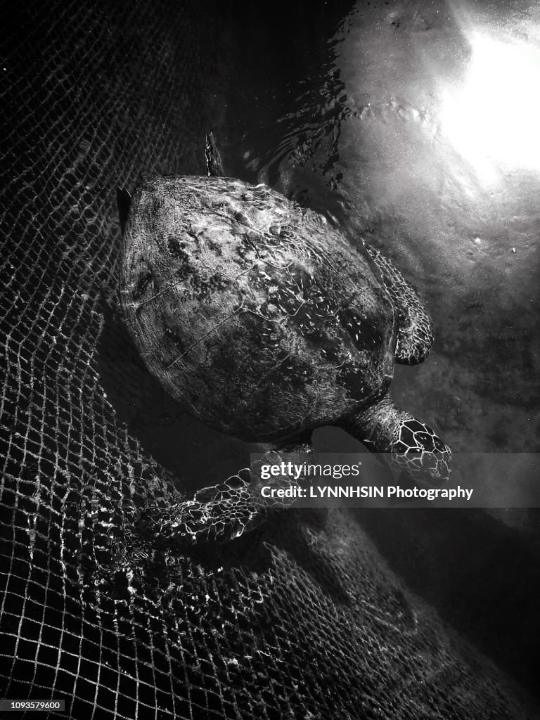 Local people raised Sea Turtle