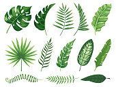 Exotic tropical leaves. Monstera plant leaf, banana plants and green tropics palm leaves isolated vector illustration set