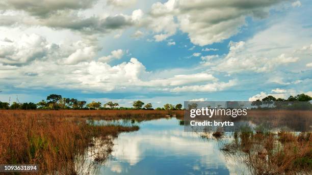 beautiful landscape  in the selinda national park,botswana - okavango delta stock pictures, royalty-free photos & images