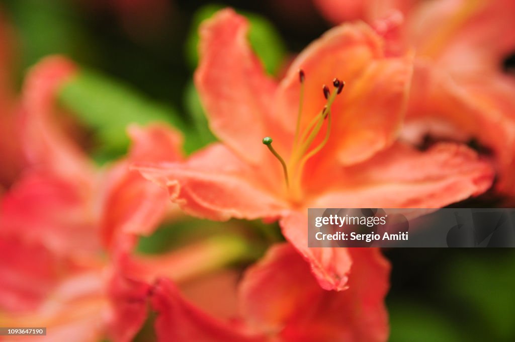 Azalea