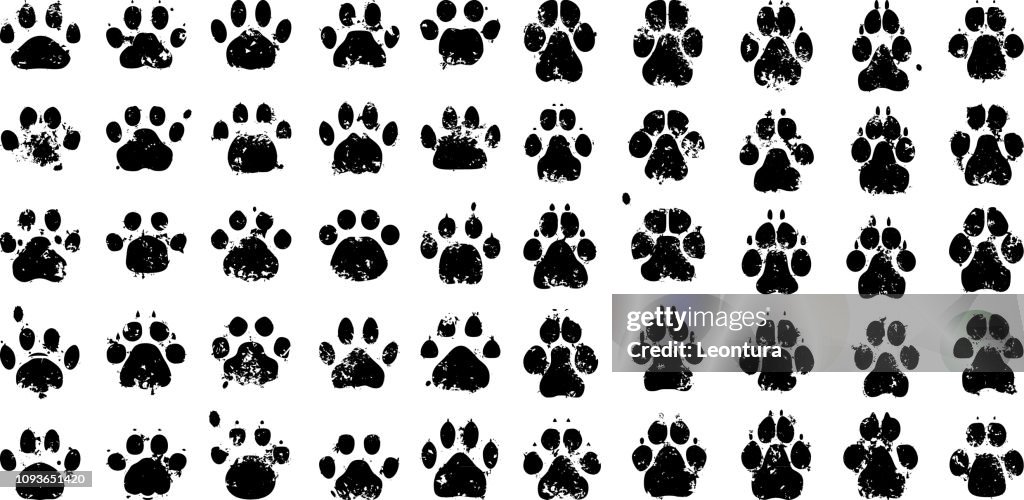 Paw Prints