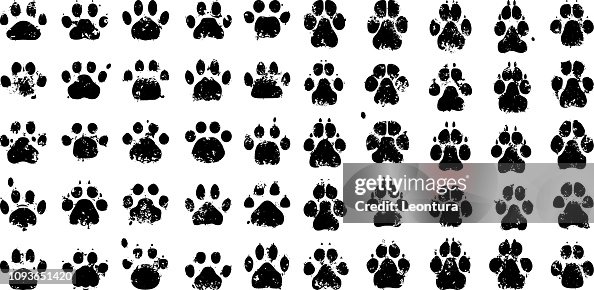 Paw Prints Paw Prints