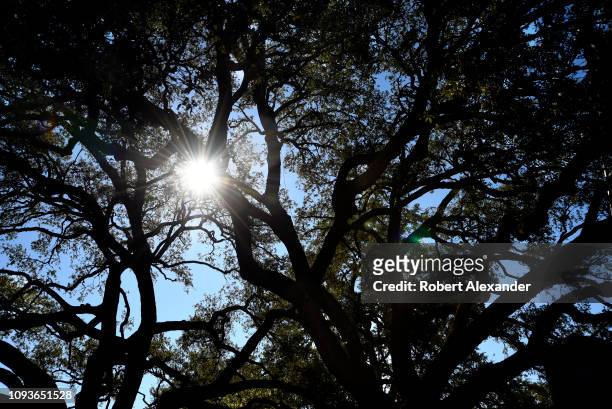 The sun shines through the branches of majestic live oak trees in the back yard of the boyhood home of former U.S. President Lyndon B. Johnson in...