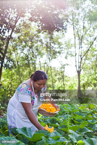 mayan woman picking squash blossoms in a garden. - yucatánhalvön bildbanksfoton och bilder