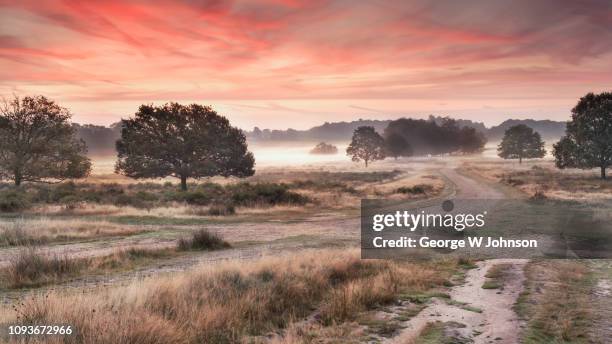 richmond park xii - richmond park london stock pictures, royalty-free photos & images