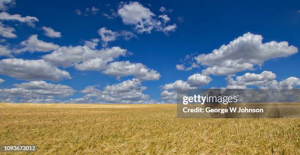 wheatfield on a summer day ii - low angle view of wheat growing on field against sky fotografías e imágenes de stock