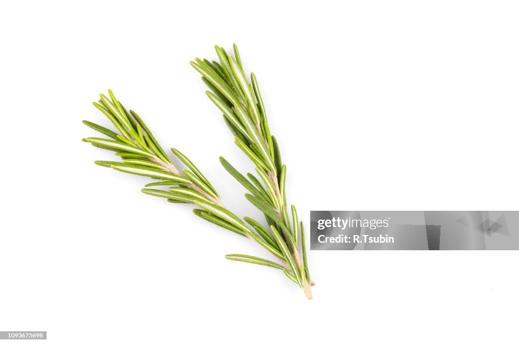 Rosemary herb close up isolated on white background