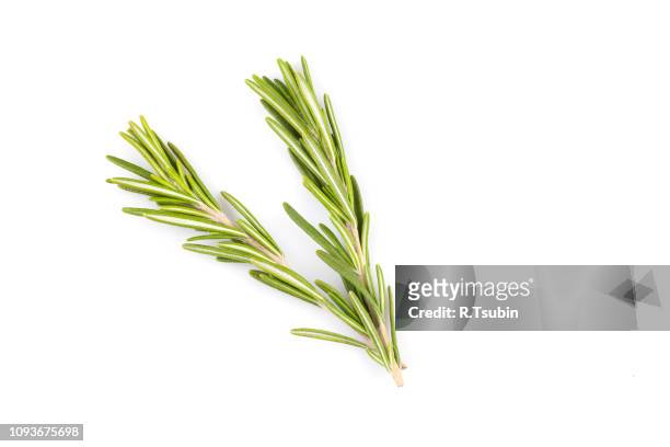 rosemary herb close up isolated on white background - rosemary fotografías e imágenes de stock