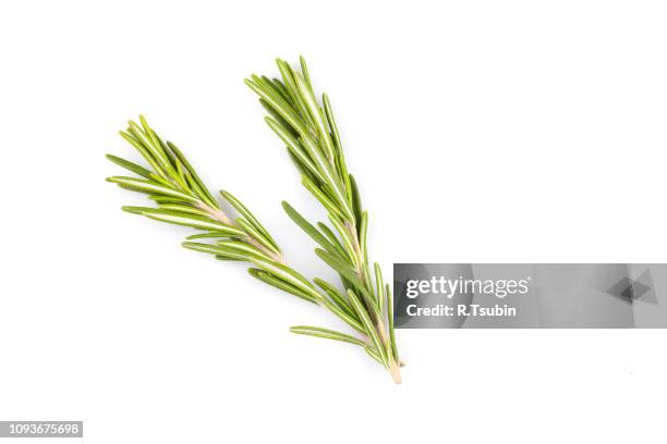 rosemary herb close up isolated on white background - rosmarin bildbanksfoton och bilder