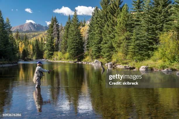 senior woman fly-fishing nel blue river nelle montagne rocciose del colorado - fly fishing foto e immagini stock