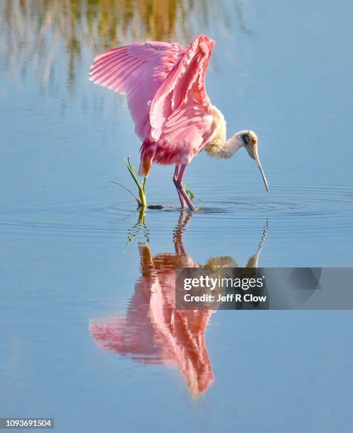 roseate spoonbill displays its wings on south padre island, texas, usa - roseate spoonbill stock pictures, royalty-free photos & images