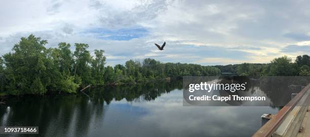 merrimack river in concord, new hampshire usa with eagle flying by - merrimack river stock pictures, royalty-free photos & images