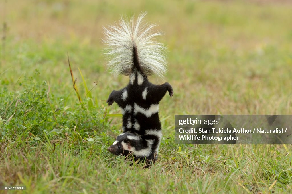 Eastern Spotted Skunk doing handstand before spraying