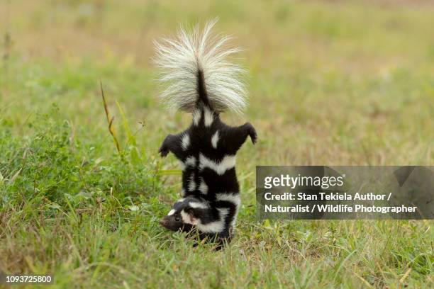eastern spotted skunk doing handstand before spraying - handstand - fotografias e filmes do acervo