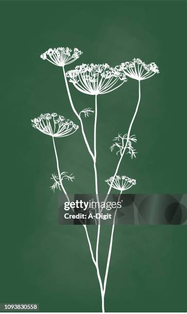 stockillustraties, clipart, cartoons en iconen met gedroogde bloemknoppen - thistle