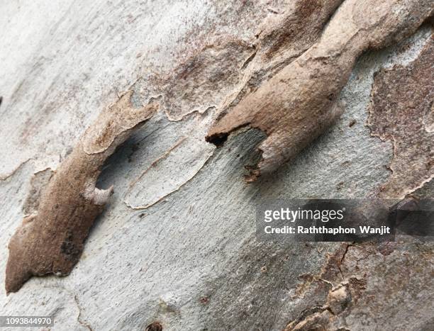 bark of eucalyptus. - eucalyptus tree bark stock pictures, royalty-free photos & images