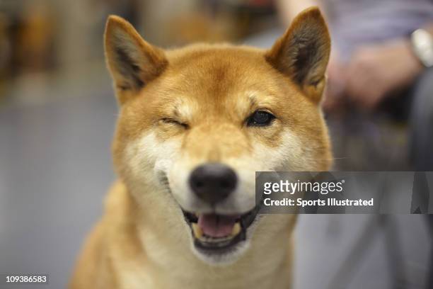 135th Westminster Kennel Club Dog Show: Closeup of Shiba Inu Champion Taichung Kokoro of Niji, also known as Mr. Miyagi, at Madison Square Garden.New...