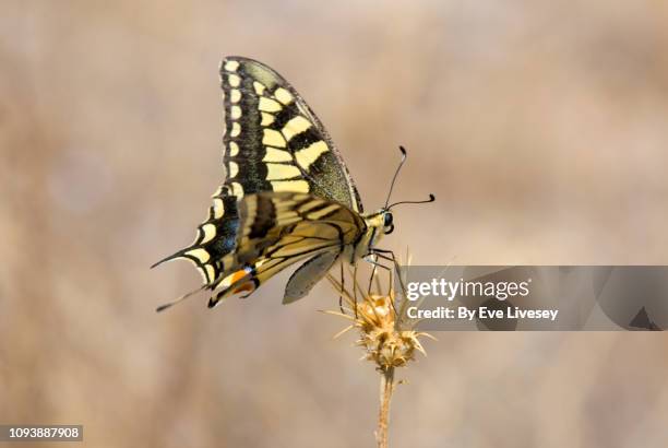 swallowtail butterfly - animal limb stock-fotos und bilder