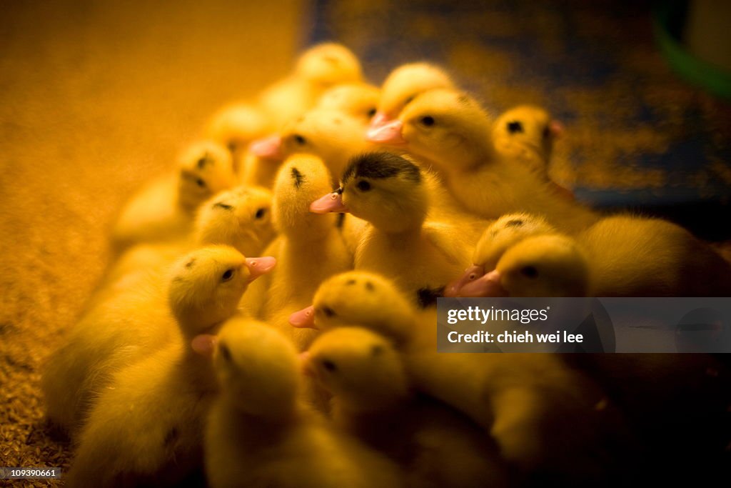 Ducklings