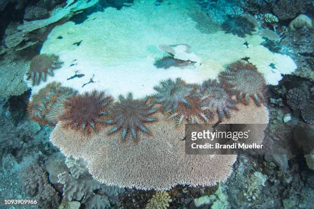 crown-of-thorns starfish eating hard coral in vanuatu - acanthaster planci imagens e fotografias de stock