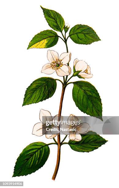 philadelphus coronarius (sweet mock-orange, english dogwood) - inflorescence stock illustrations