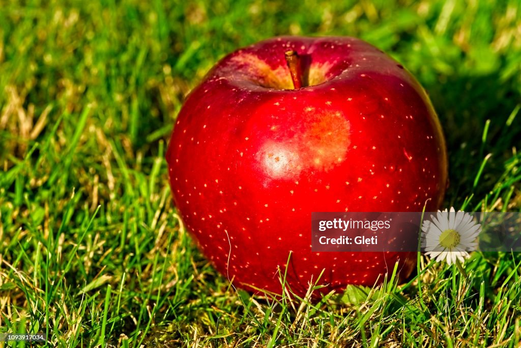 Single nice big red apple on grass