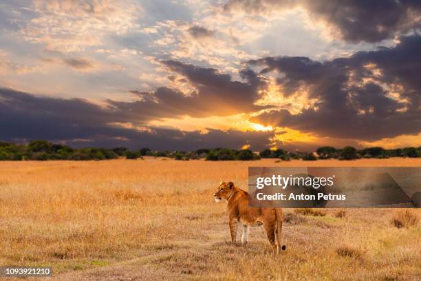 lioness in the african savanna at sunset. kenya. - african lion photos et images de collection