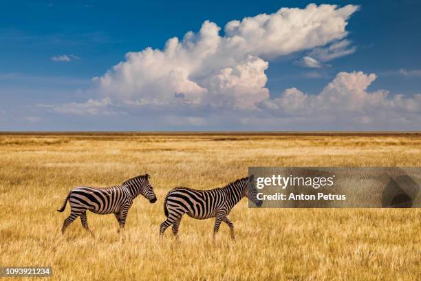 zebras in the grass nature habitat, national park of kenya. - south africa foto e immagini stock