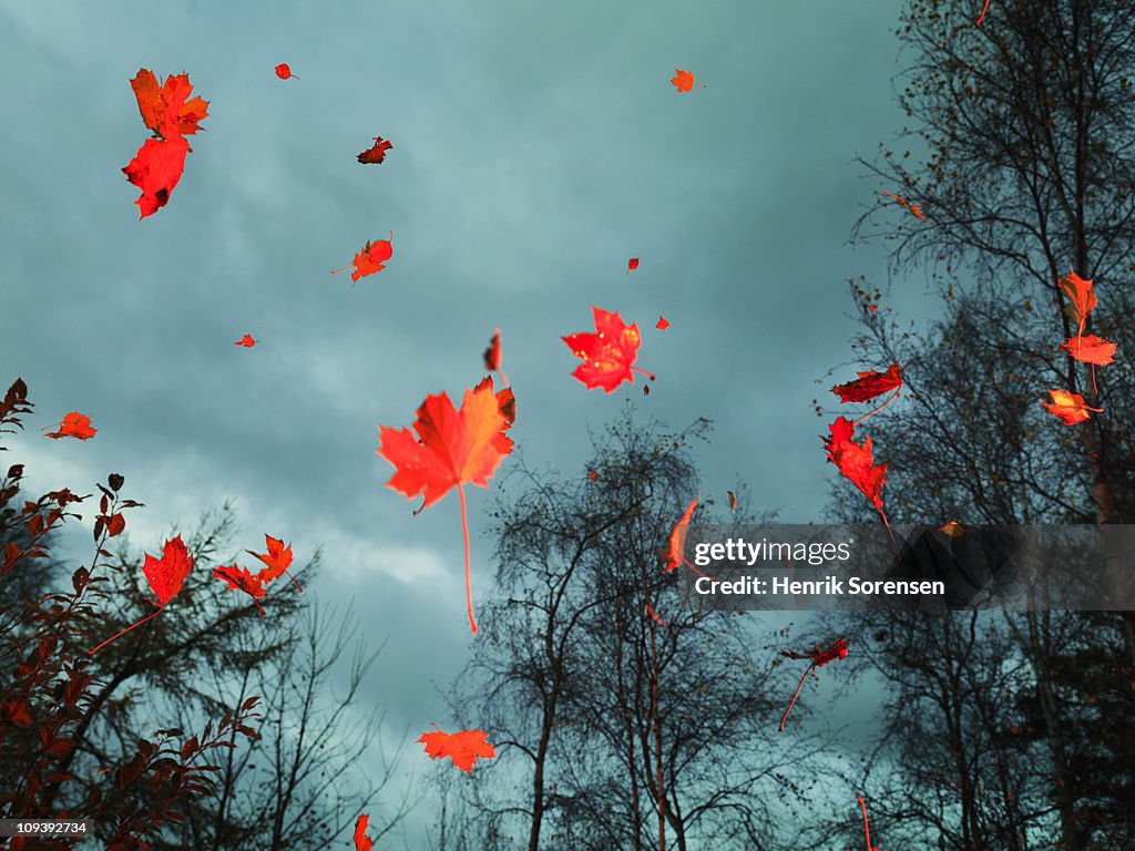 Red autumn leaves falling in the woods