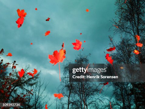 Red autumn leaves falling in the woods Red autumn leaves falling in the woods