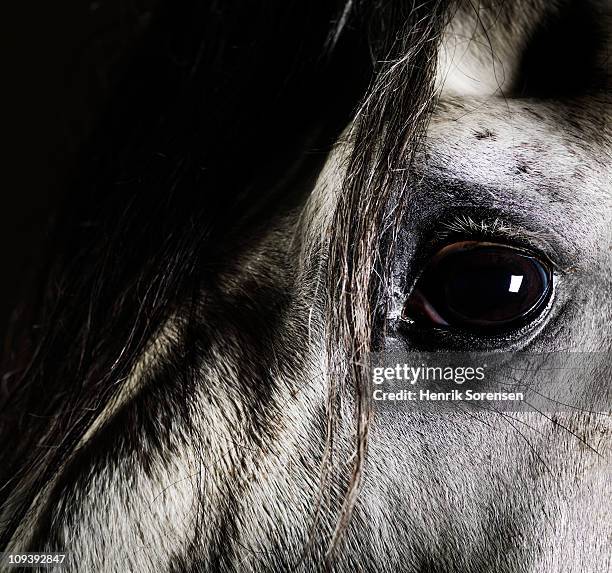 Close up of grey horse eye