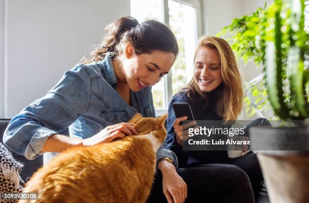 women friends photographing their cat at home - photo shoot at home stock pictures, royalty-free photos & images