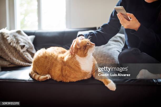 woman photographing her cat with smartphone - cat hand stock-fotos und bilder