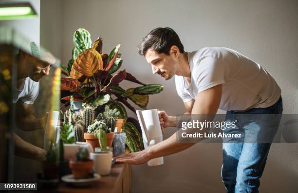 man watering cacti plants in his living room - freizeitaktivität stock-fotos und bilder