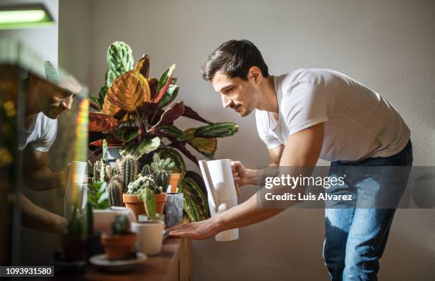 man watering cacti plants in his living room - italian culture stock photos et images de collection