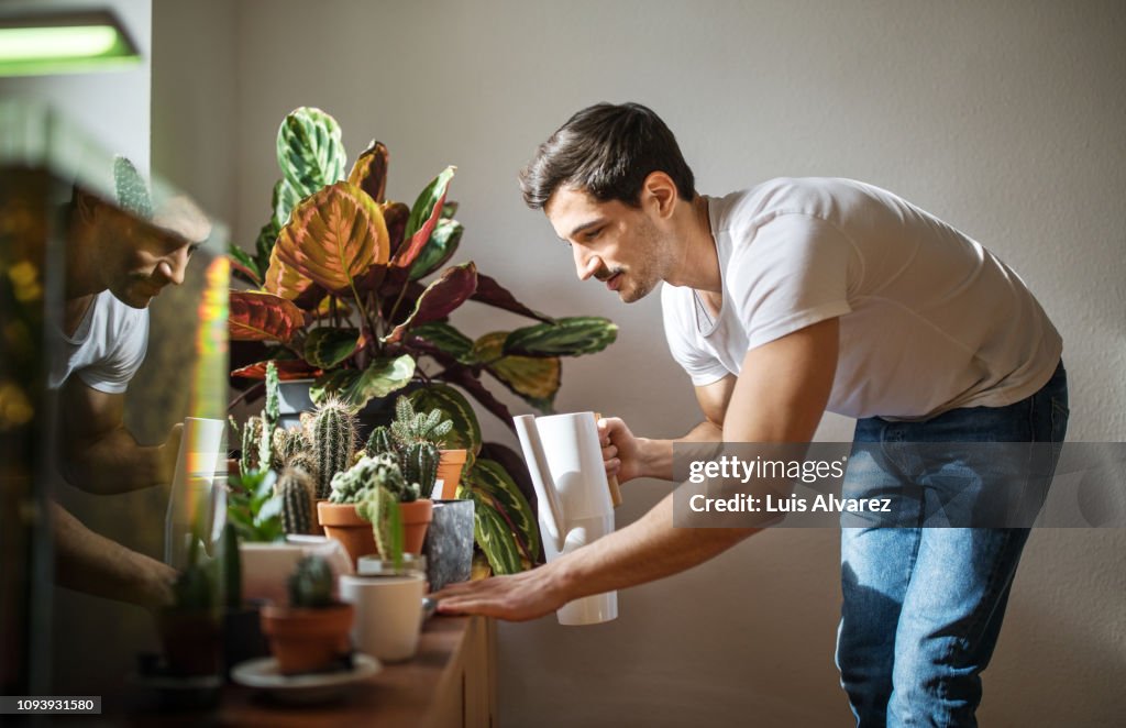 Man watering cacti plants in his living room