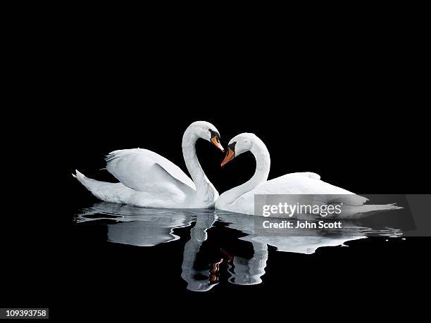 two white swans in a heart shape symbol - swan photos et images de collection