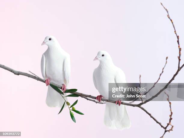 20,111 Dove Bird Photos and Premium High Res Pictures - Getty Images 20,111 Dove Bird Photos and Premium High Res Pictures - Getty Images