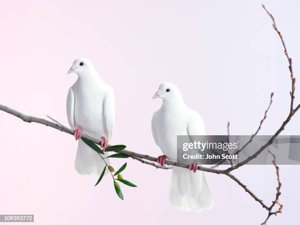 two white doves with olive branch - columbidae stock pictures, royalty-free photos & images