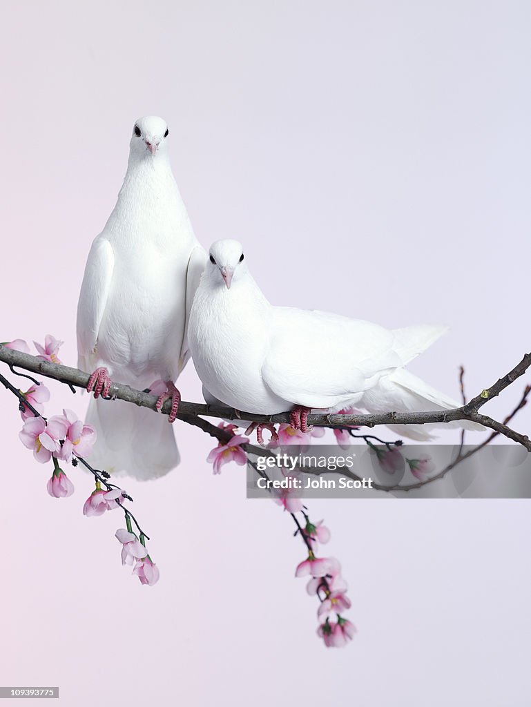 A pair of doves sat on a branch with blossom