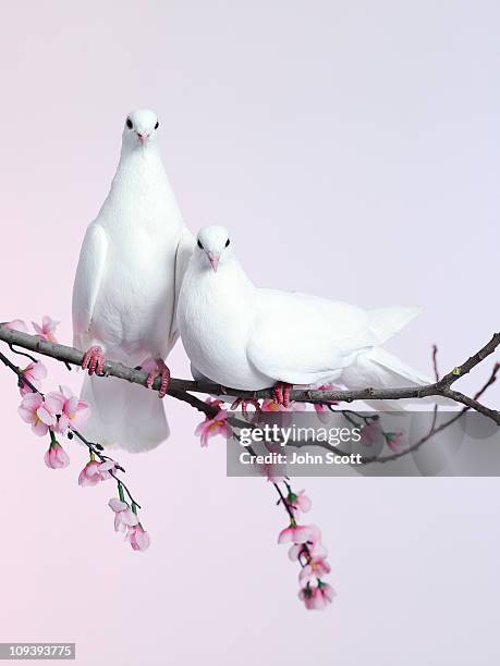 a pair of doves sat on a branch with blossom - romance flowers stock pictures, royalty-free photos & images