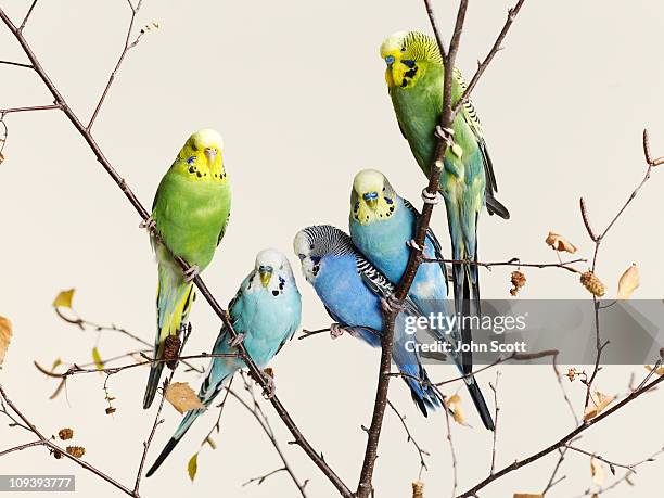 budgies grouped on a branch - wellensittich-sittich stock-fotos und bilder