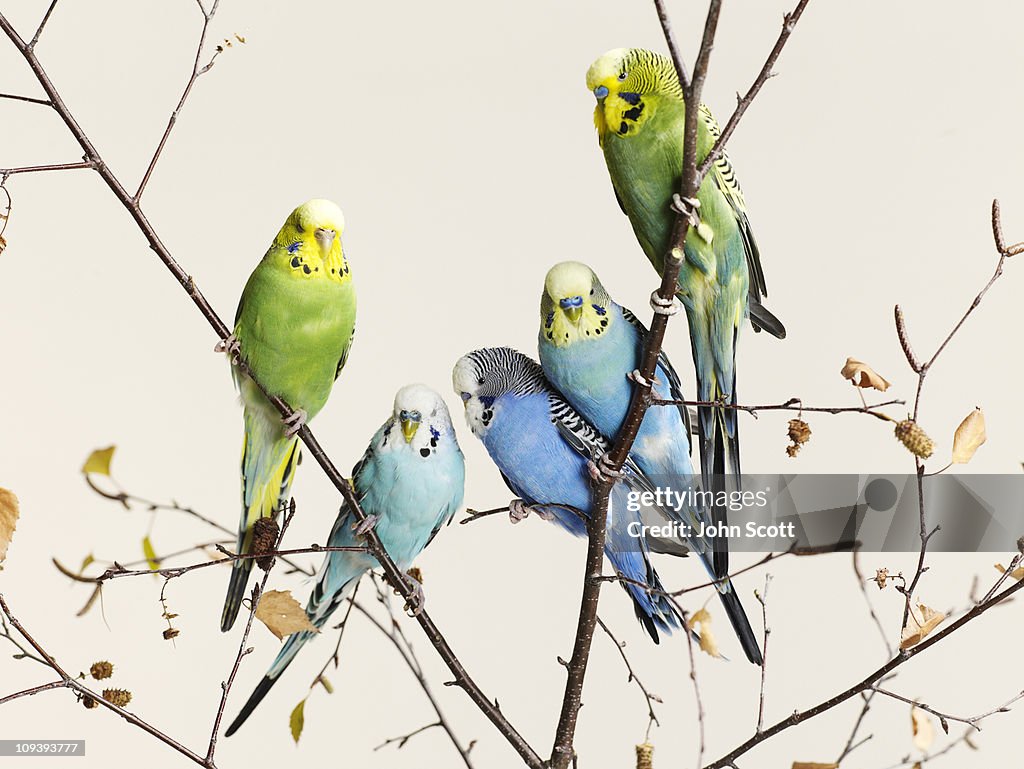 Budgies grouped on a branch