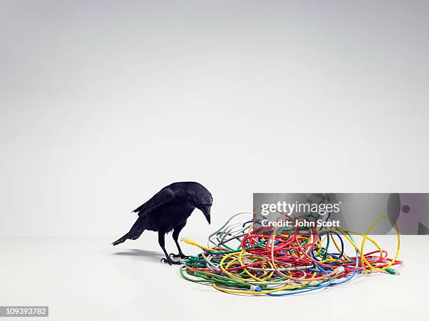 a tangled pile of cables with a black bird - complexity stock pictures, royalty-free photos & images