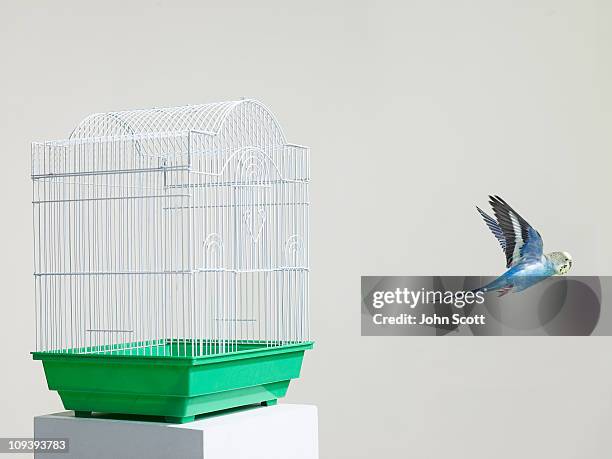 budgie escaping from a cage - budgerigar stock-fotos und bilder