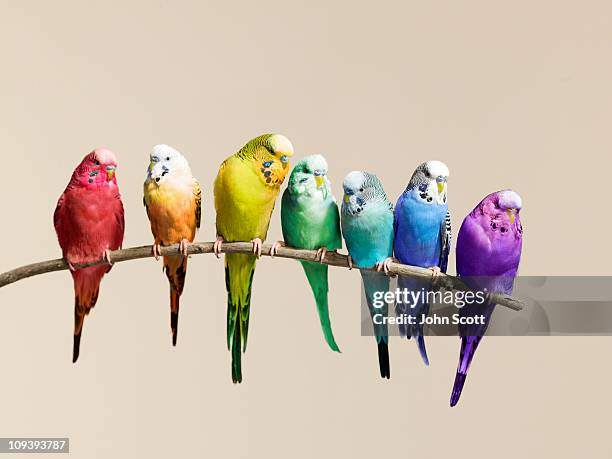 rainbow row of budgies sat on a branch - different animals together stock-fotos und bilder