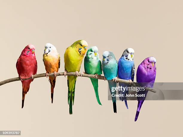 rainbow row of budgies sat on a branch - different animals together fotografías e imágenes de stock