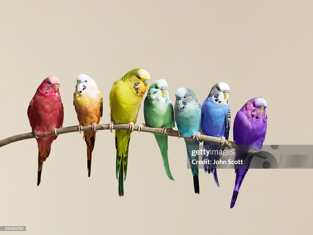 Rainbow row of budgies sat on a branch