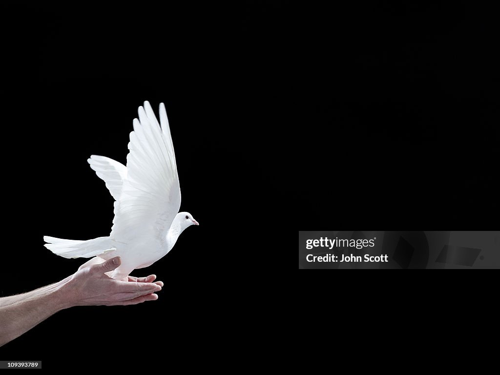 A white dove leaving a pair of hands